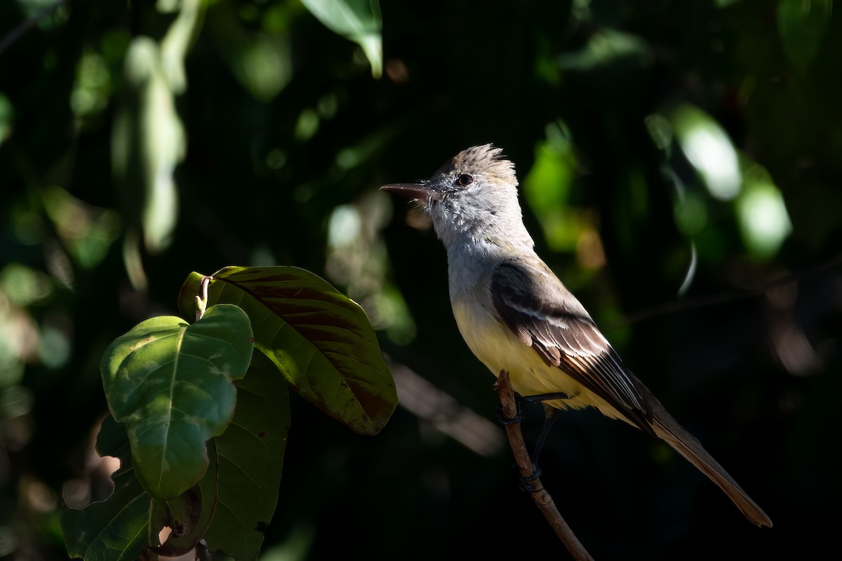 Great Crested Flycatcher - Phil Bartley