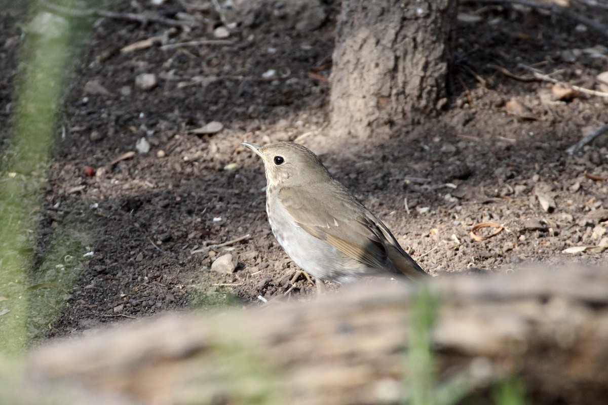 Hermit Thrush - ML322961821