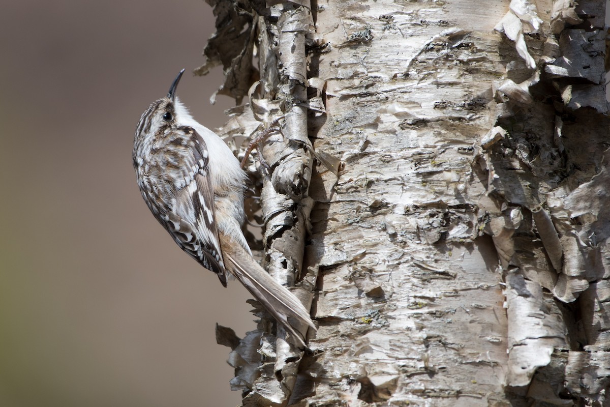 Brown Creeper - ML322962521