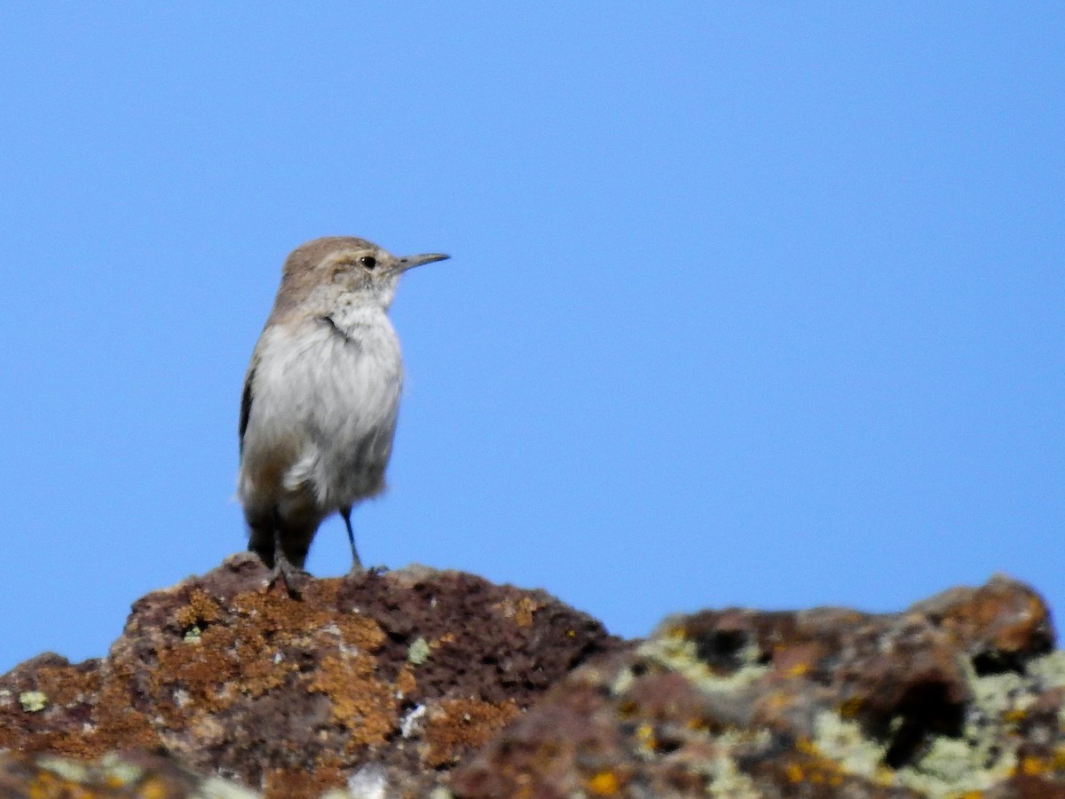 Rock Wren - ML322962911