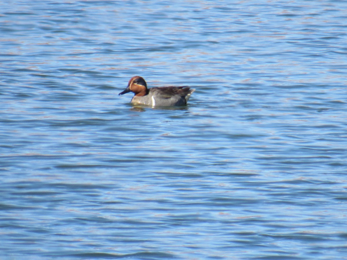 Green-winged Teal - ML322964281