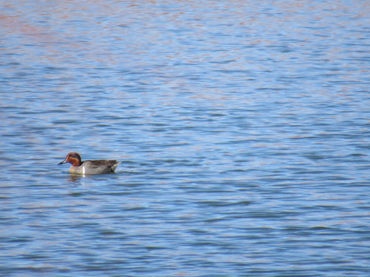 Green-winged Teal - ML322964291