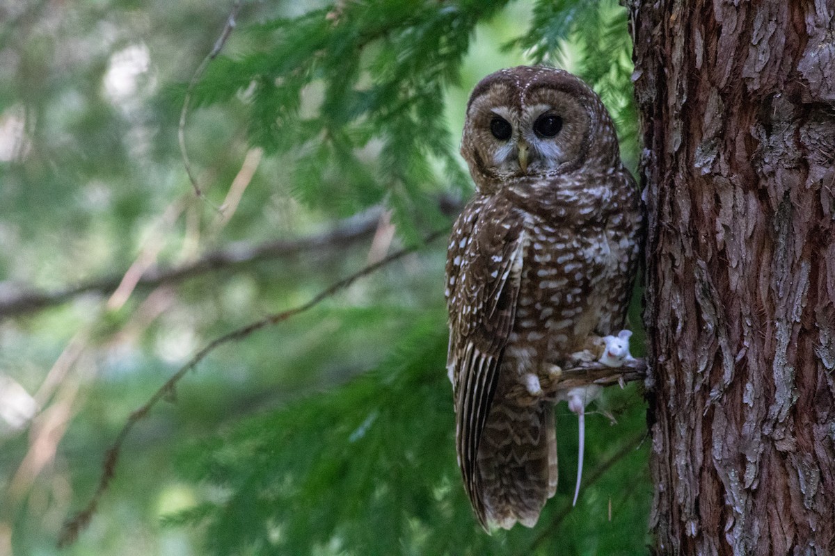 Spotted Owl - ML322964541