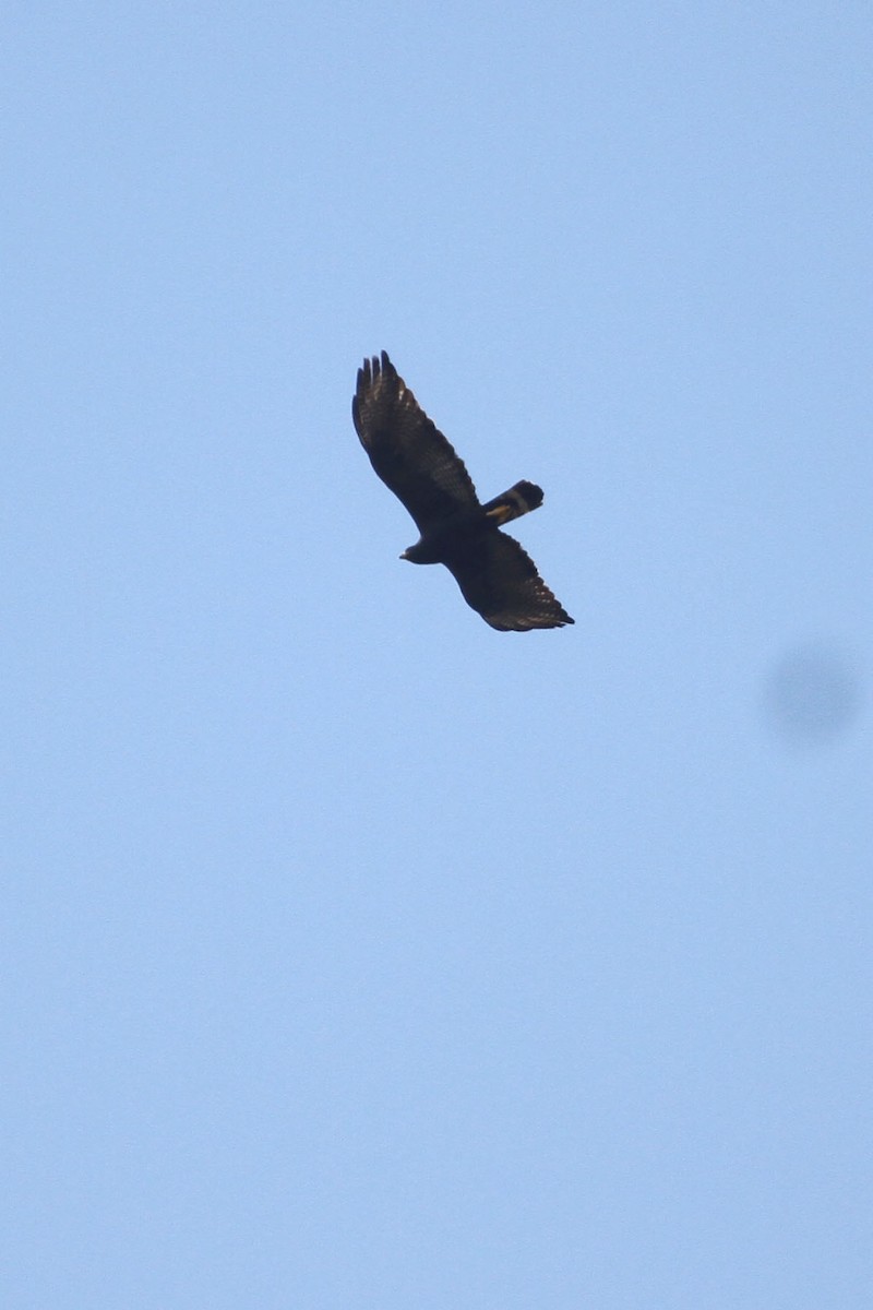 Zone-tailed Hawk - ML322965331