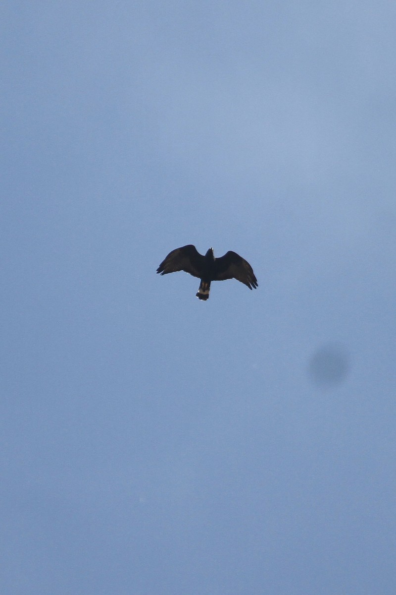 Zone-tailed Hawk - ML322965341