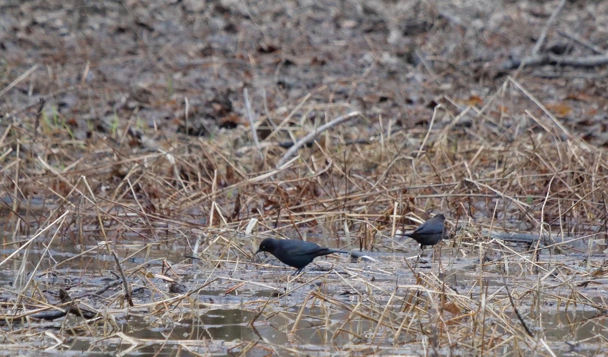 Rusty Blackbird - ML322966051