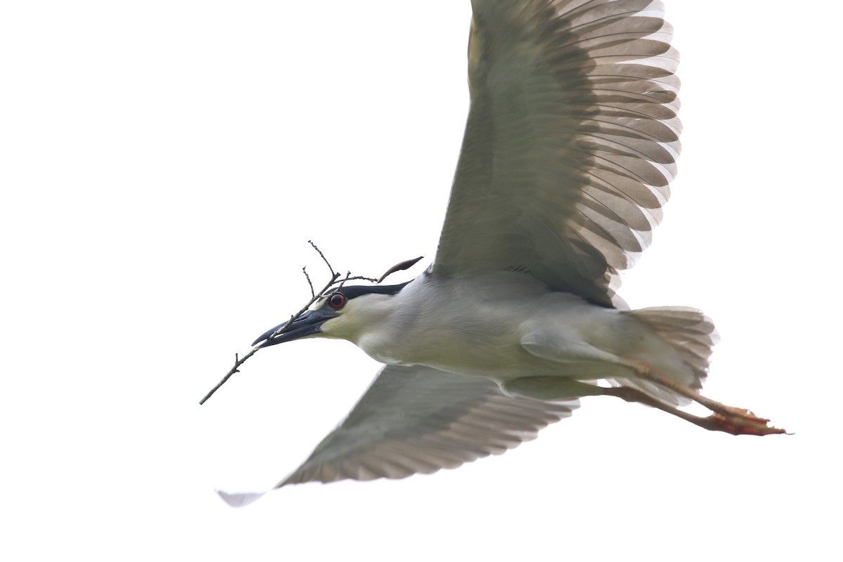 Black-crowned Night Heron - John and Milena Beer