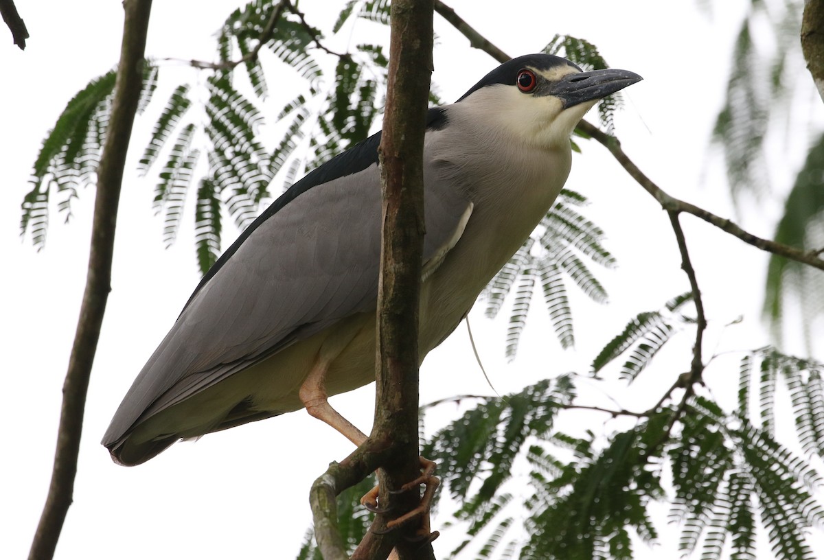 Black-crowned Night Heron - John and Milena Beer