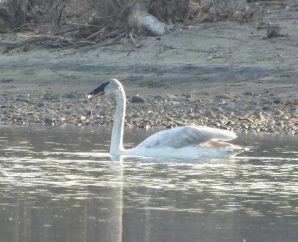 Trumpeter Swan - ML322967631