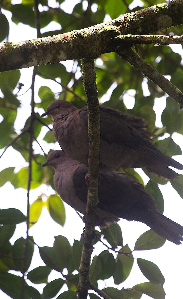 Short-billed Pigeon - ML322968151