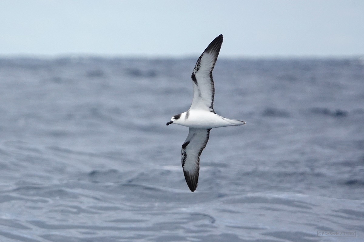 White-necked Petrel - ML322968691