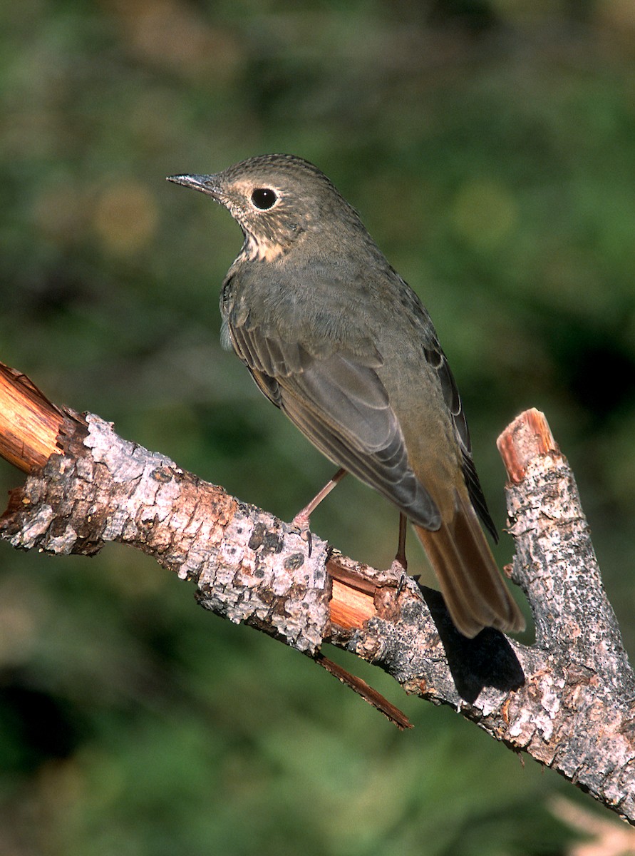 Hermit Thrush - ML322968721