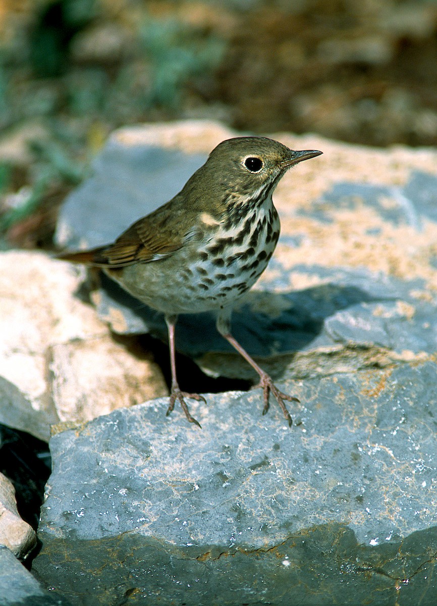 Hermit Thrush - ML322968731