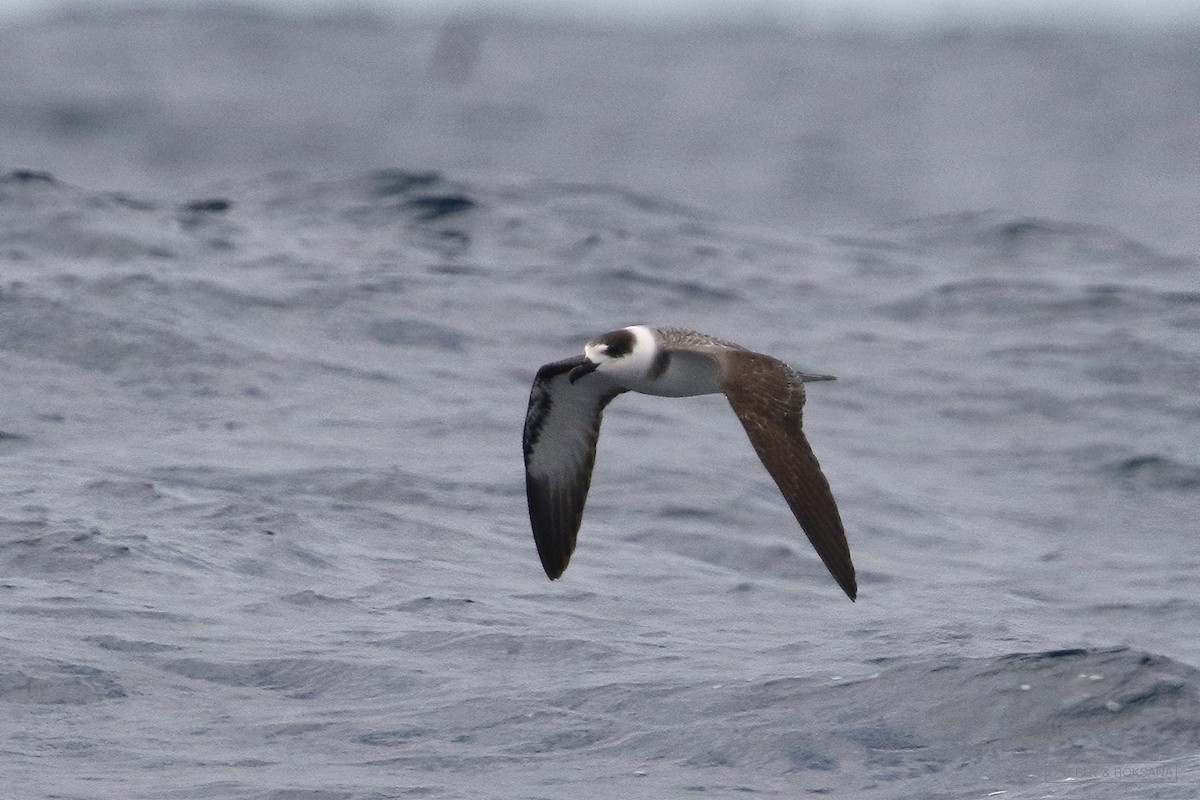 White-necked Petrel - ML322968781