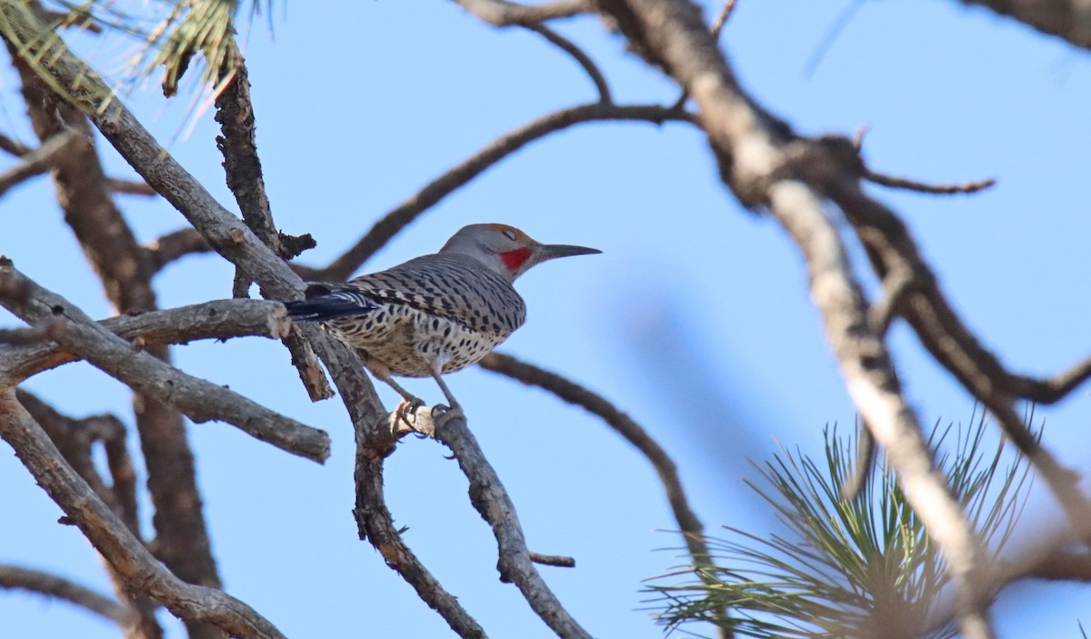 Northern Flicker - ML322969071