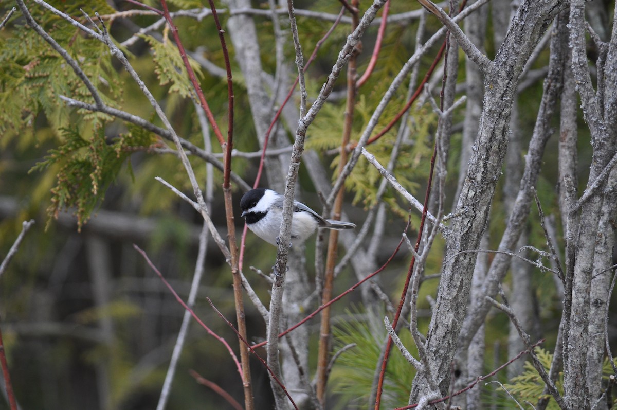 Black-capped Chickadee - Terri Gallan