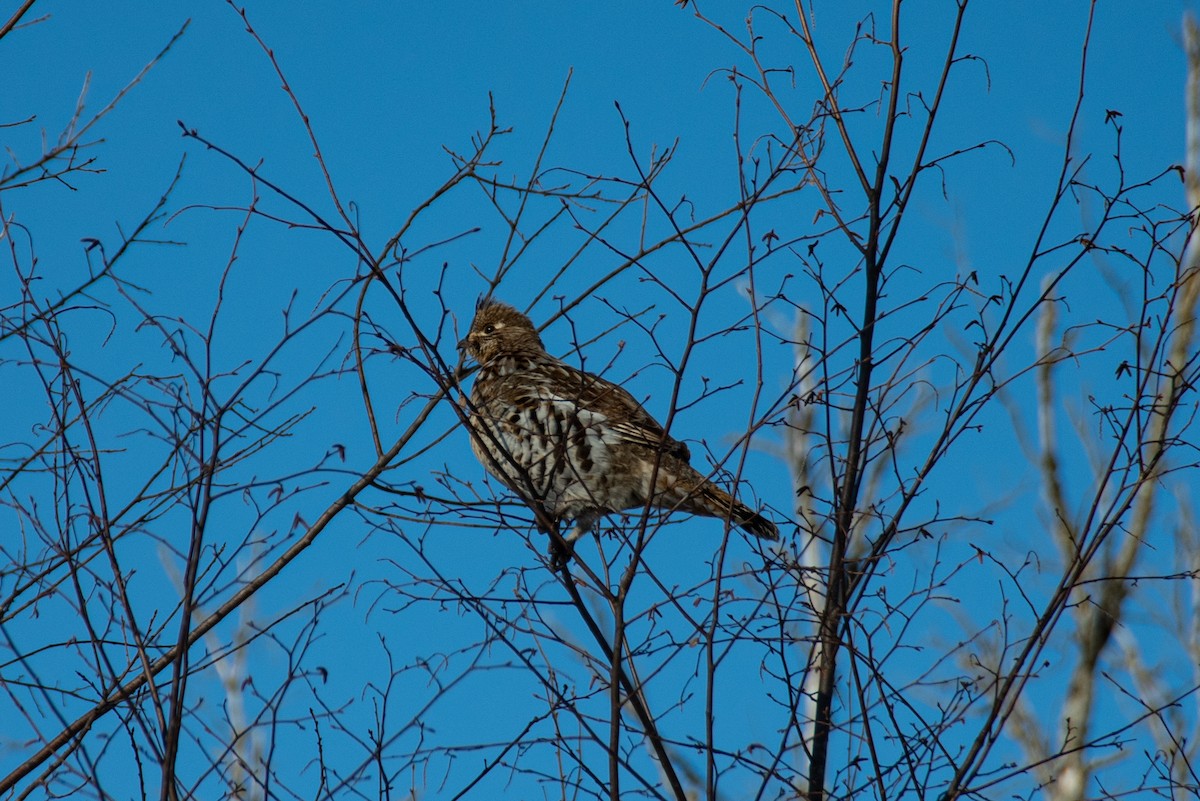 Ruffed Grouse - ML322971561