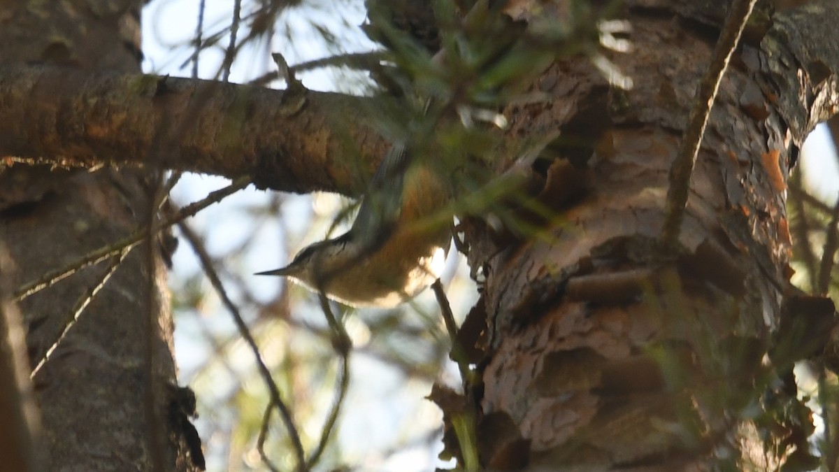 Red-breasted Nuthatch - ML322972321