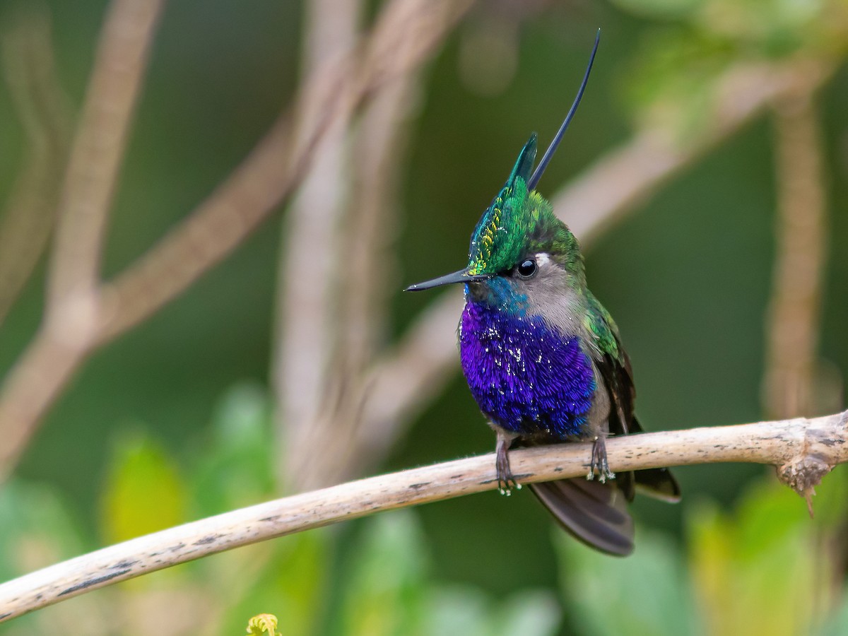 Green-crowned Plovercrest - ML322972531