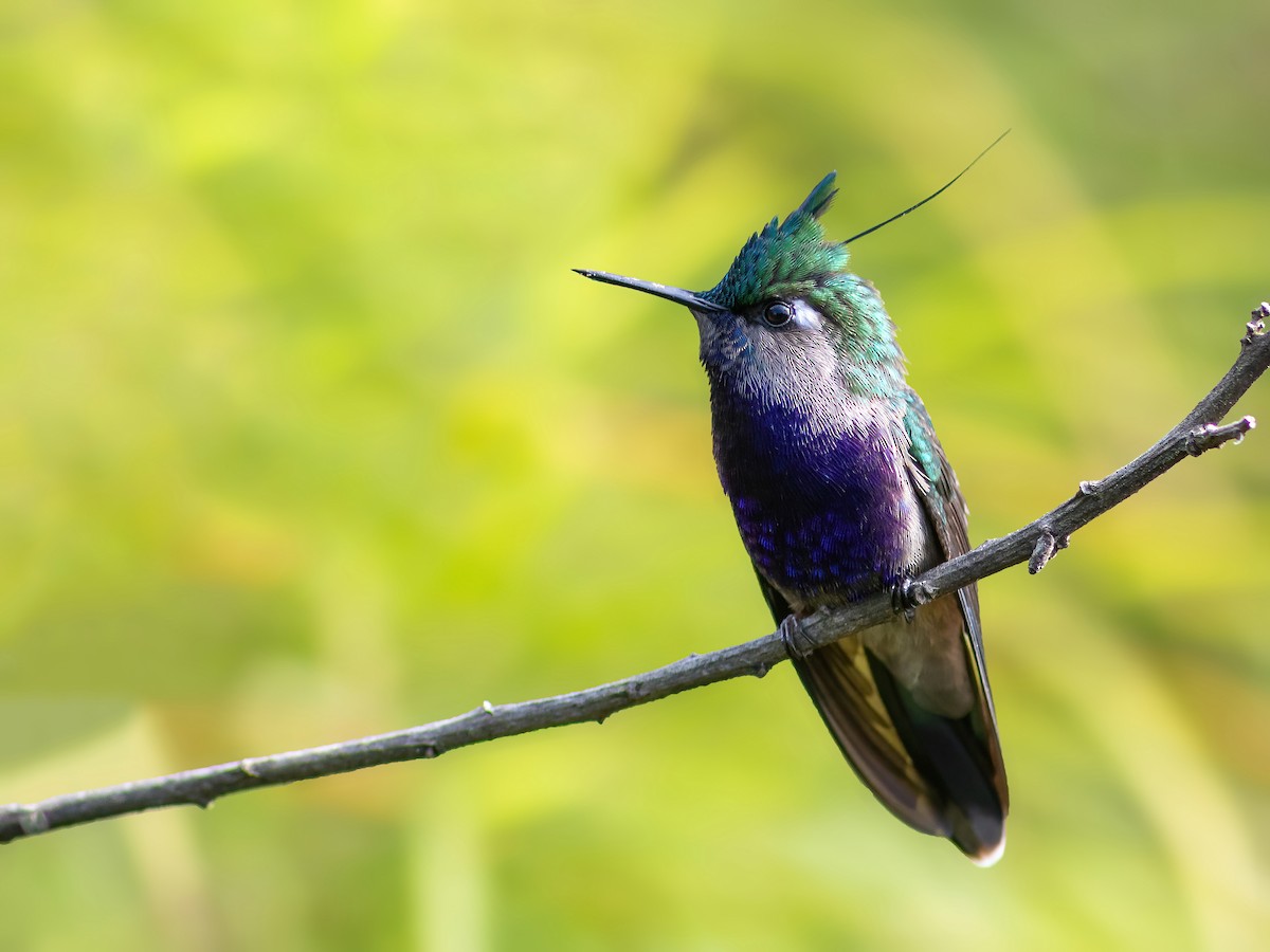 Green-crowned Plovercrest - ML322972541