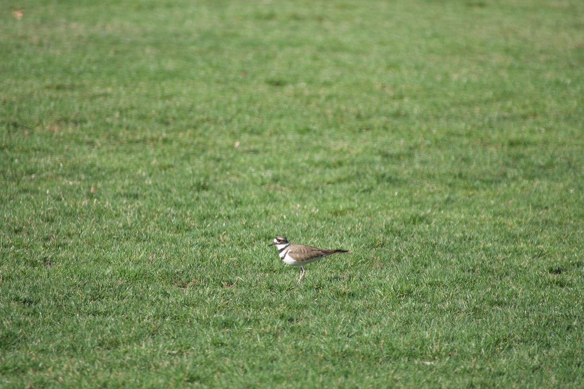 Killdeer - Michael & Lisa Sorenson