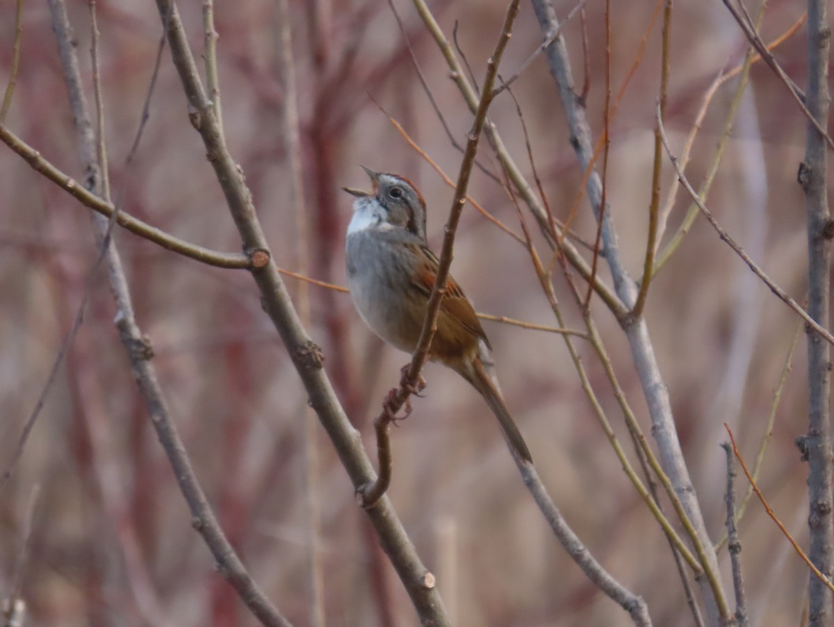 Swamp Sparrow - ML322973581