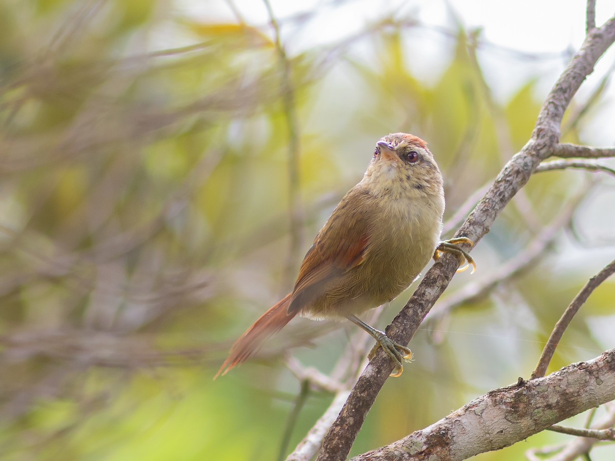 Pallid Spinetail - ML322973661