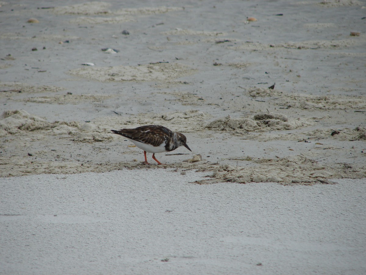 Ruddy Turnstone - ML322974121