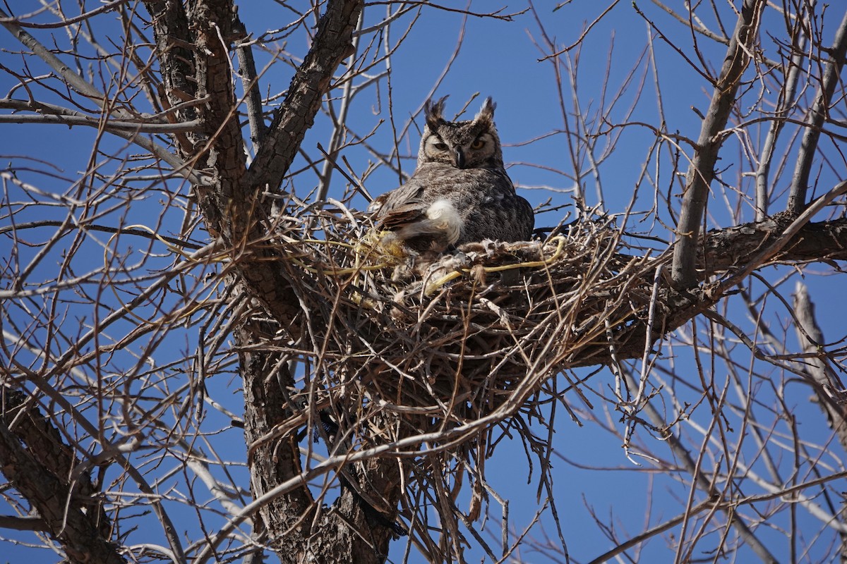 Great Horned Owl - Cathy Beck