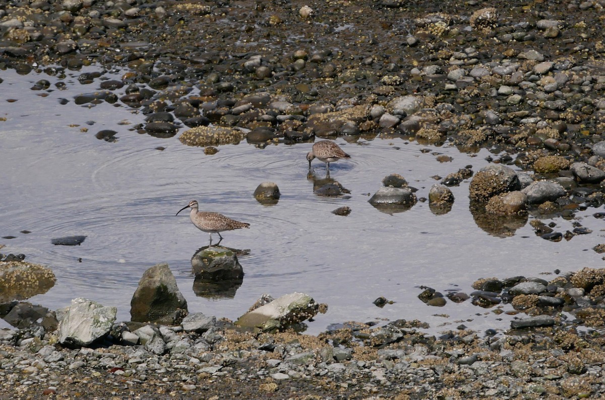 中杓鷸 - ML322975341