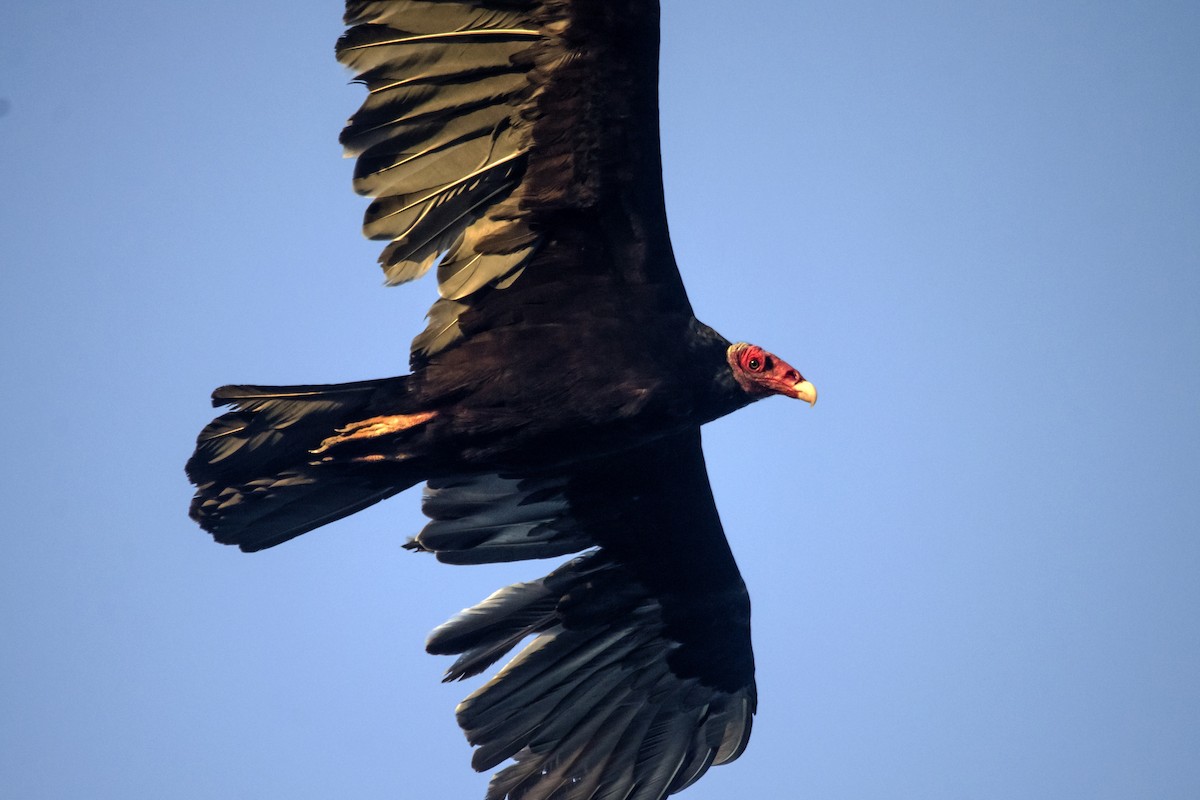 Turkey Vulture - ML32297711