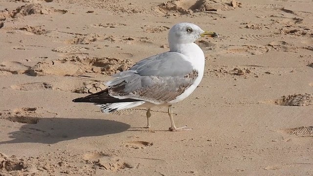 Gaviota Patiamarilla (michahellis) - ML322977191