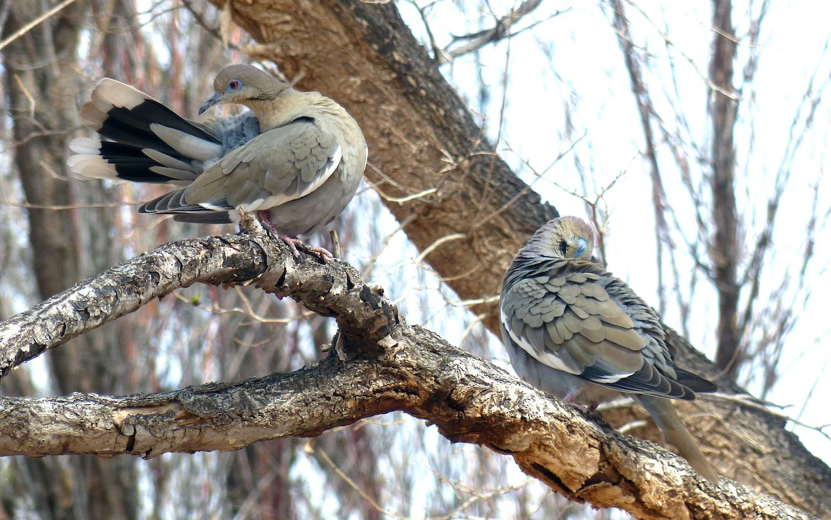 White-winged Dove - Michael Greer