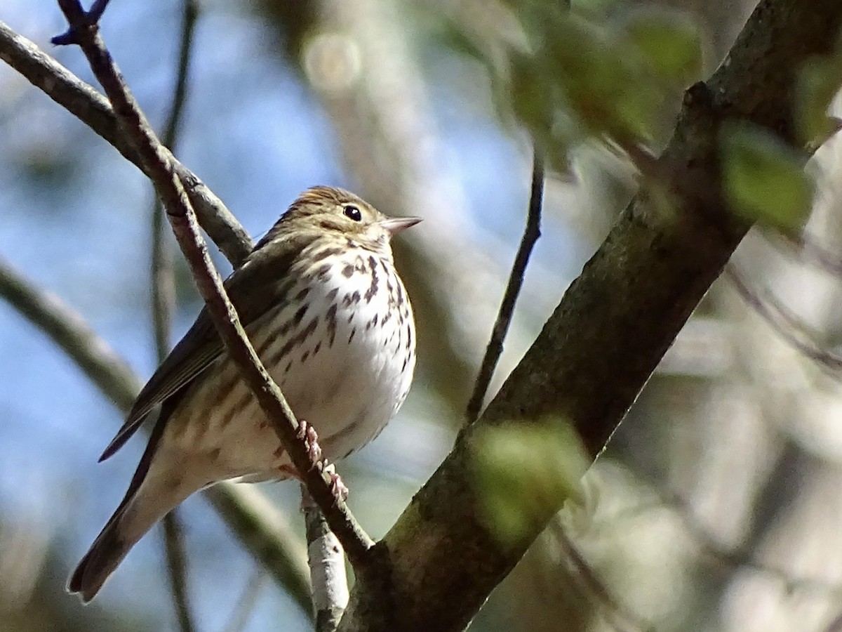Ovenbird - ML322978001