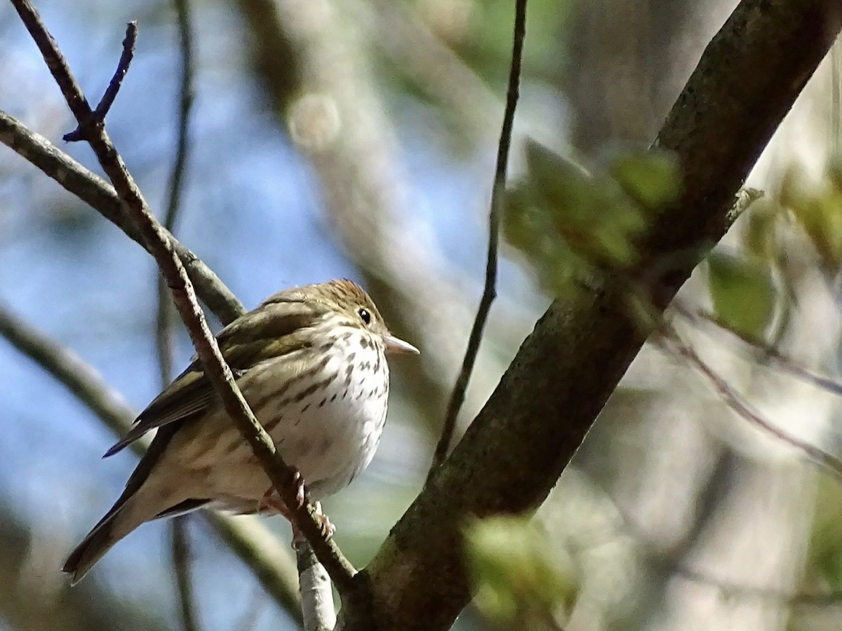 Ovenbird - ML322978041