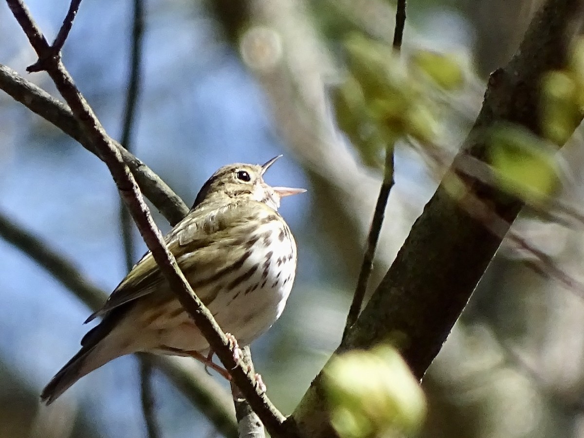 Ovenbird - ML322978101