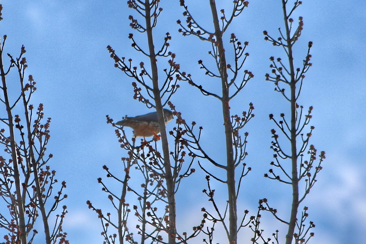 Merlin - ML322978131