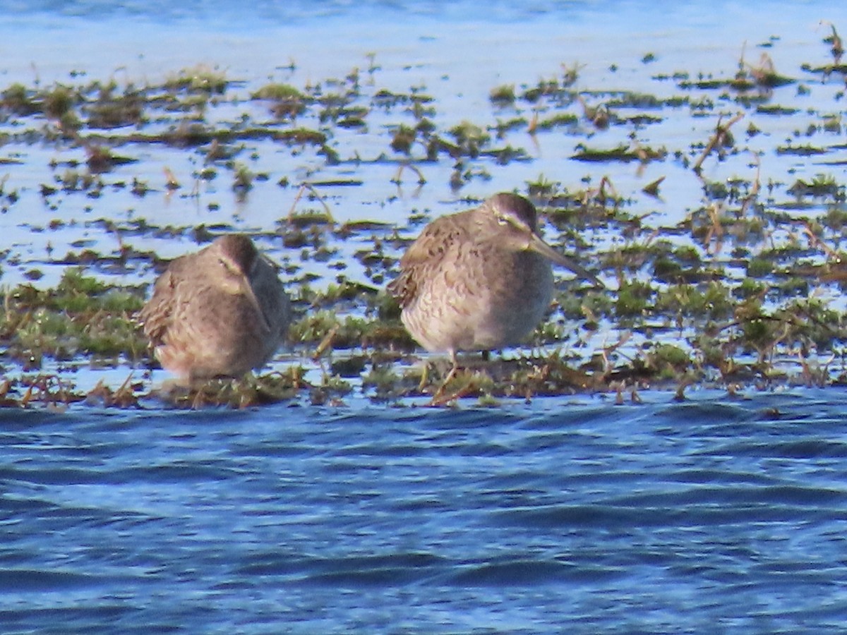 Long-billed Dowitcher - ML322979261