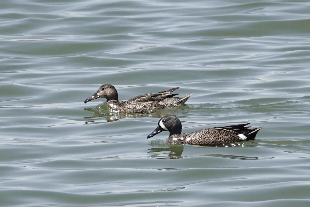 Blue-winged Teal - ML322979321