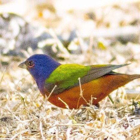 Painted Bunting - ML322979611