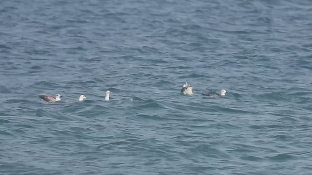 Great Skua - ML322980311