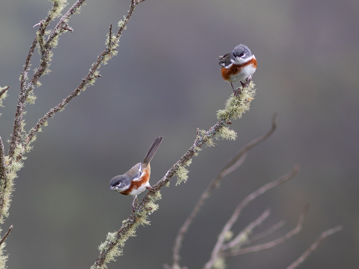 Bay-chested Warbling Finch - ML322981381