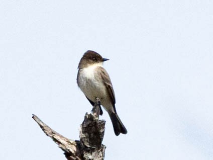 Eastern Phoebe - ML322981391