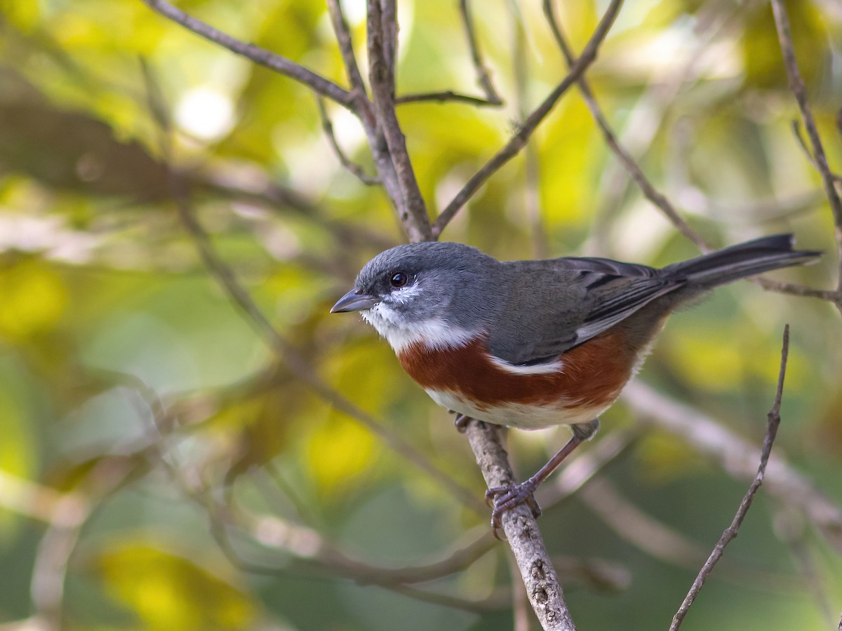 Bay-chested Warbling Finch - ML322981411