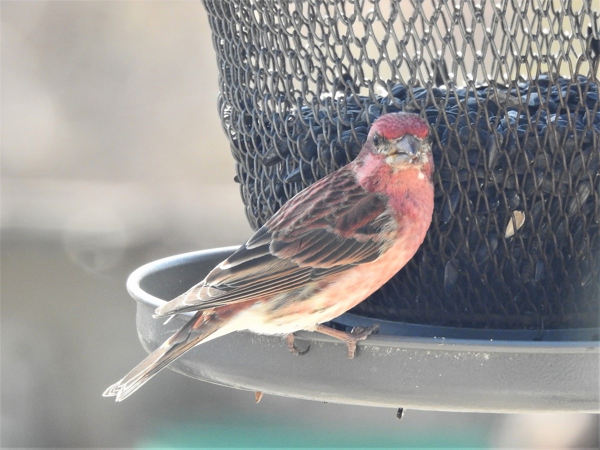 Purple Finch - ML322981441