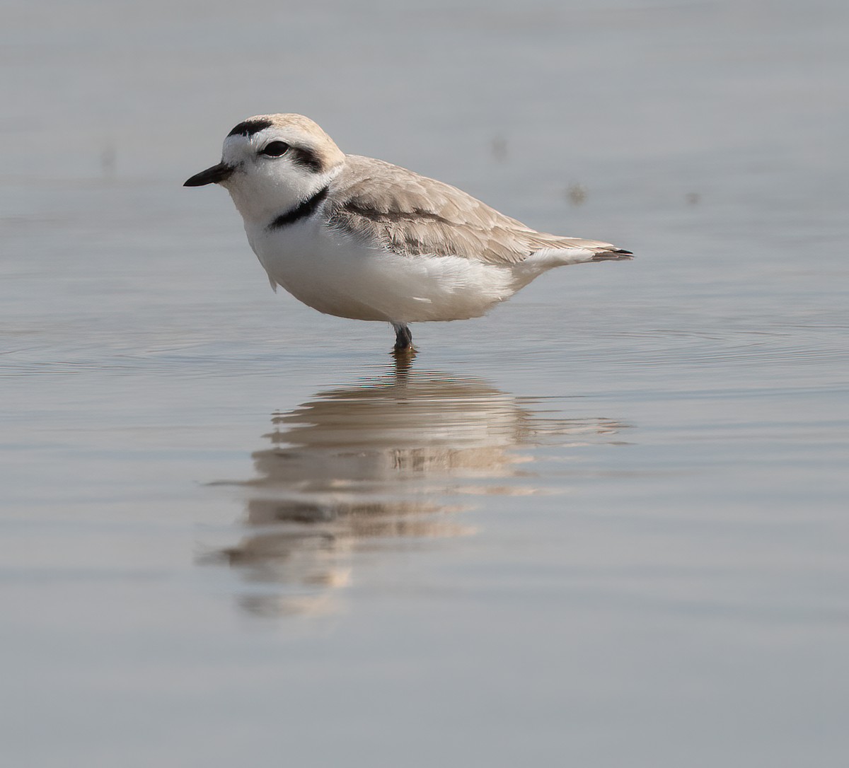 Snowy Plover - Kevin Ash
