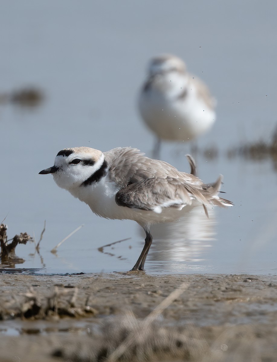 Snowy Plover - Kevin Ash