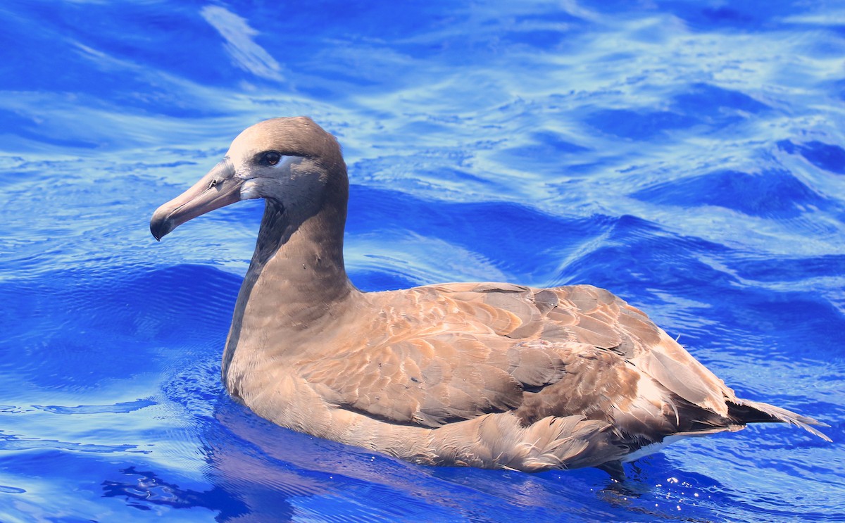 Black-footed Albatross - Mandy Talpas -Hawaii Bird Tours