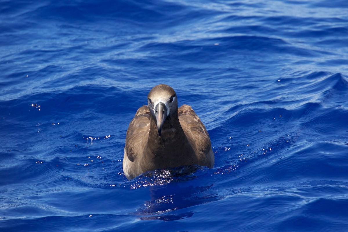 Black-footed Albatross - ML322982561