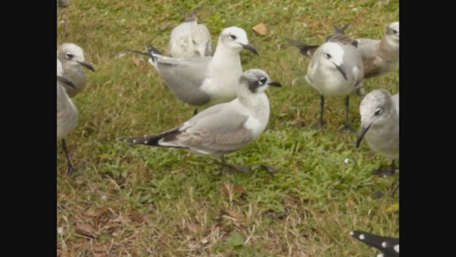 Gaviota Pipizcan - ML322982981